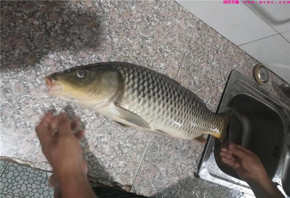春季钓鲤鱼，这3个细节是关键，钓鱼人别错过(图1)
