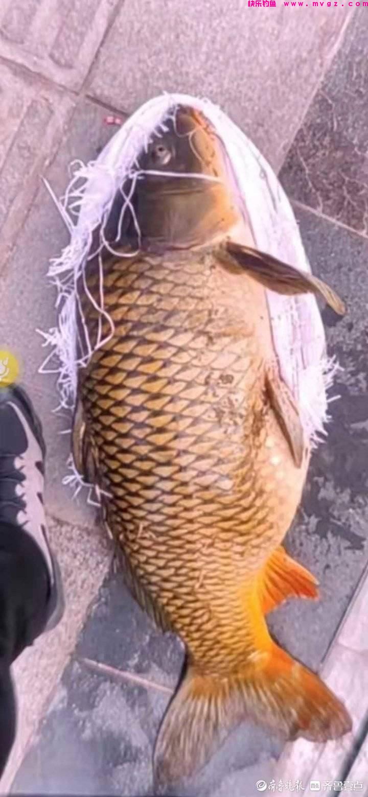 偷了一条鱼被拘十三天！在大明湖景区偷钓鲤鱼的男子落网(图4)