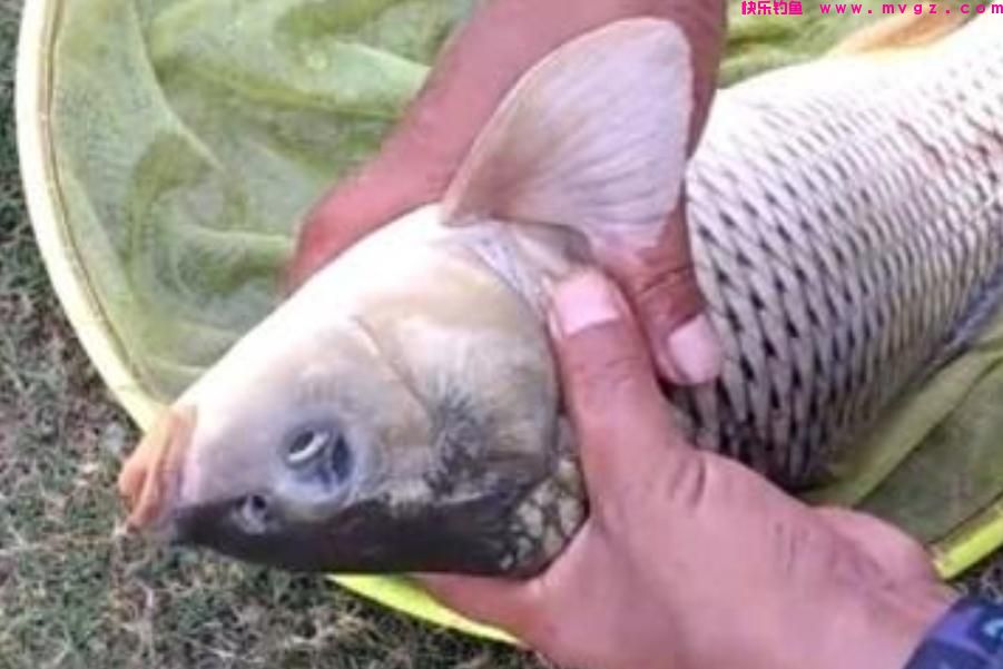 春天这样诱钓鲤鱼,方法简单,上鱼又快又狠,连钓3天还嫌少(图2) 春天这样诱钓鲤鱼,方法简单,上鱼又快又狠,连钓3天还嫌少(图2)