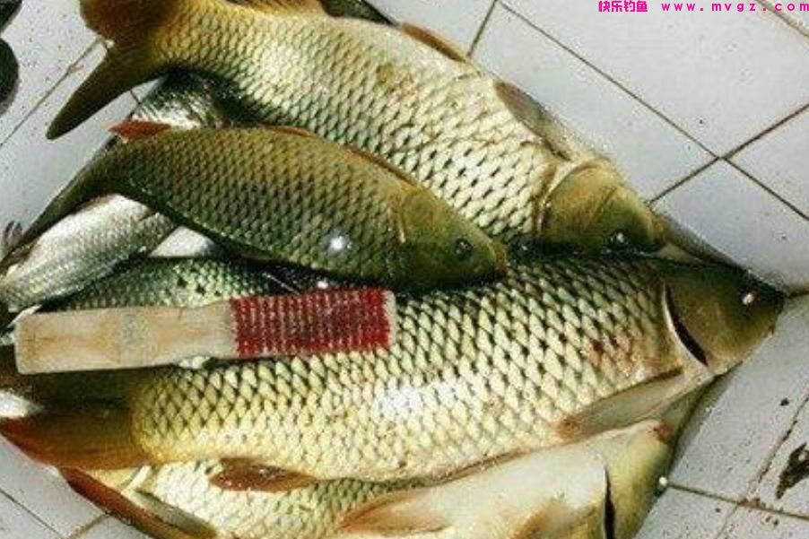 春天这样诱钓鲤鱼,方法简单,上鱼又快又狠,连钓3天还嫌少(图4) 春天这样诱钓鲤鱼,方法简单,上鱼又快又狠,连钓3天还嫌少(图4)
