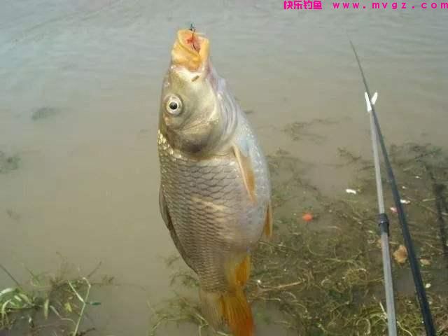 钓鲤鱼用什么饵料最好？（绝杀饵）(图1)