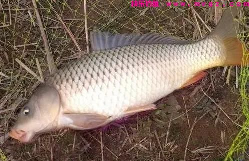 野钓大鲤鱼,牢记这“4点”,掌握2个,半天渔获比别人一天还多(图2) 野钓大鲤鱼,牢记这“4点”,掌握2个,半天渔获比别人一天还多(图2)