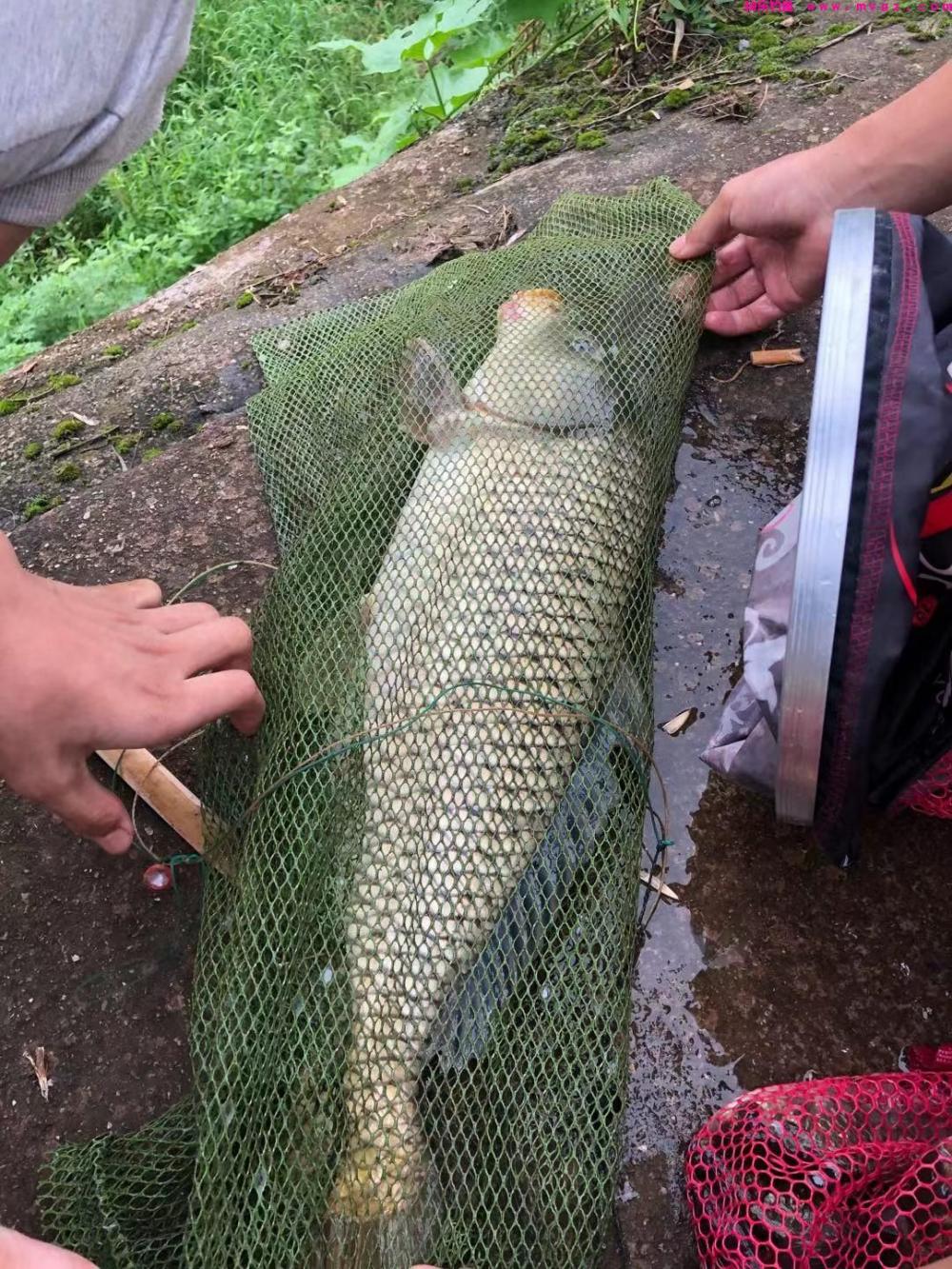 垂钓鲤鱼心得(图1) 垂钓鲤鱼心得(图1)