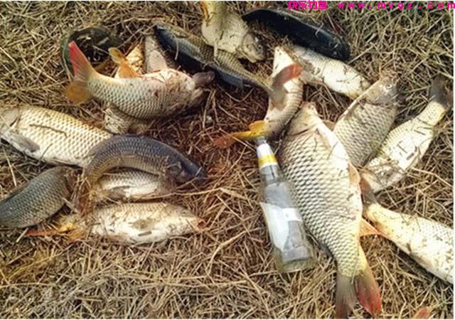 钓鲤鱼,只要掌握3大技巧,钓多少,你来定!(图3) 钓鲤鱼,只要掌握3大技巧,钓多少,你来定!(图3)