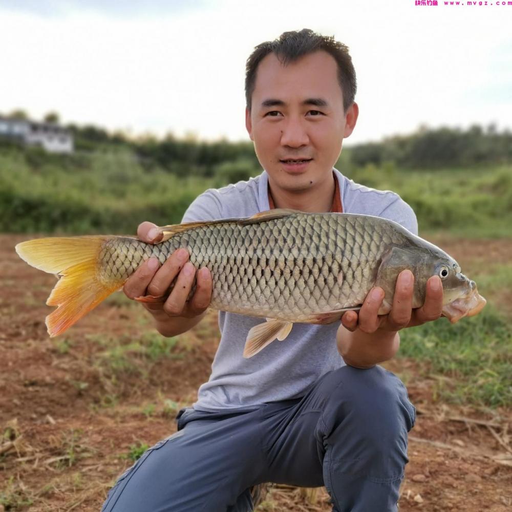 野钓鲤鱼有绝招，这些技巧值得关注，钓鲤鱼不再愁(图1)