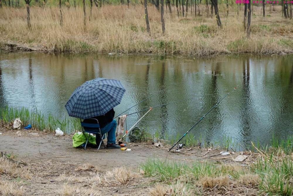 野钓鲤鱼有绝招，这些技巧值得关注，钓鲤鱼不再愁(图4)
