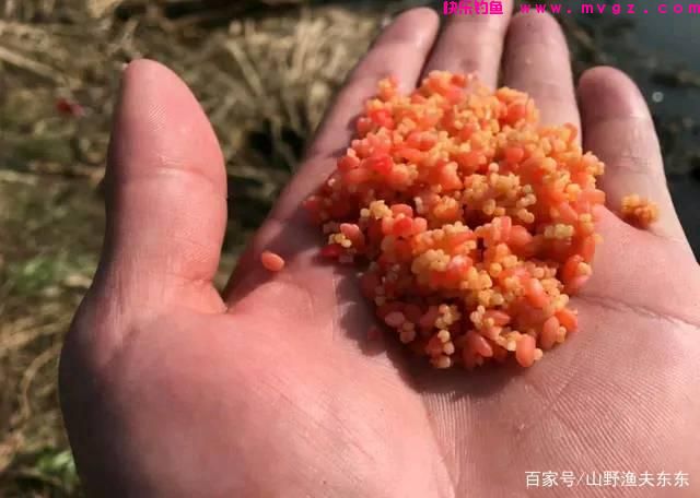 夏天钓鲤鱼，除了钓点和饵料，垂钓方法其实也很重要(图6)