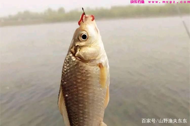 夏天钓鲤鱼，除了钓点和饵料，垂钓方法其实也很重要(图7)