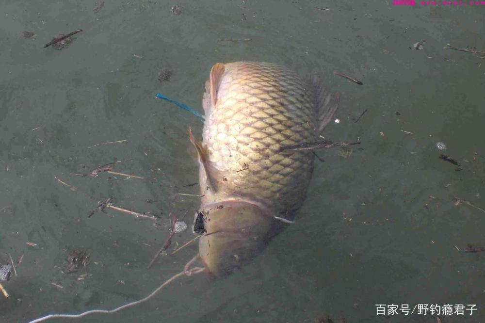 作钓鲤鱼这些细节你需知道(图3)