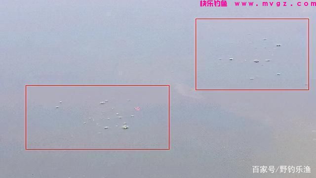 如何钓鲤鱼？(图4)