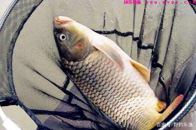 如何钓鲤鱼？(图8)