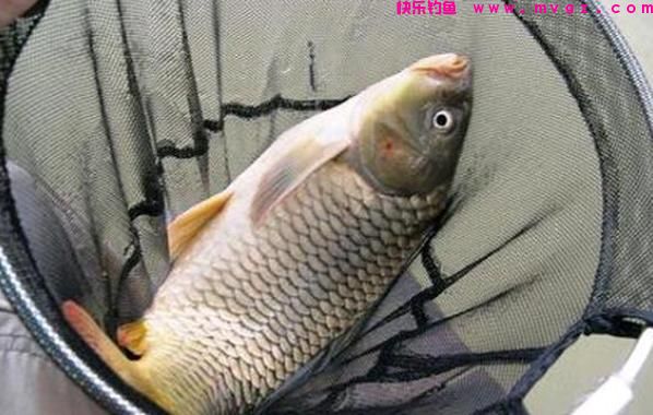 钓鲤鱼怎么调漂最好？（推荐）(图3)