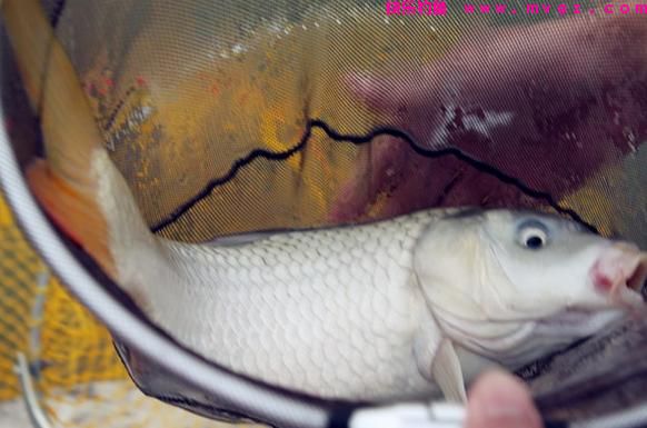 钓鲤鱼怎么调漂最好？（推荐）(图1)