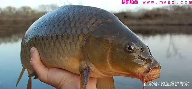 钓鲤鱼选什么钓位最好？高手教你2大技巧！(图3)