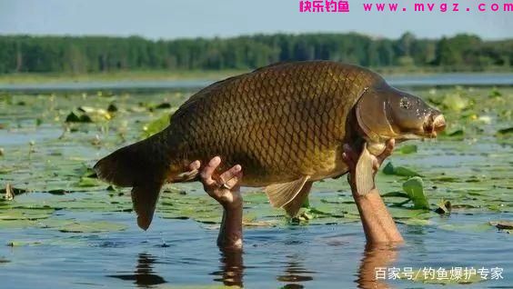 钓鲤鱼选什么钓位最好？高手教你2大技巧！(图1)