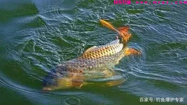 钓鲤鱼选什么钓位最好？高手教你2大技巧！(图2)