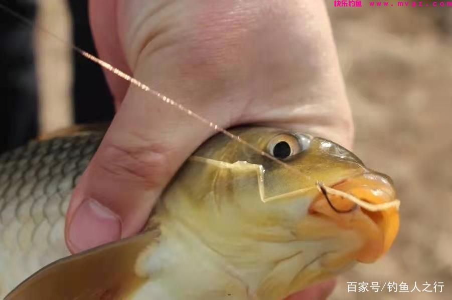 春天手竿钓鲤鱼的攻略与窍门，低密度也可以，只要水里有(图1)