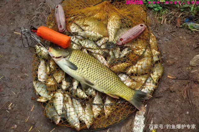 怎样钓鲤鱼最快爆护？钓鱼高手，分享钓鲤鱼4大绝招(图4)