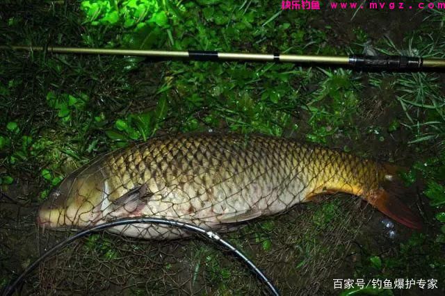 怎样钓鲤鱼最快爆护？钓鱼高手，分享钓鲤鱼4大绝招(图5)