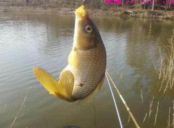 底钓鲤鱼，最简单的调漂方法（推荐）(图3)