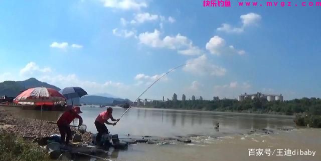 为什么这么多人喜欢钓鲤鱼?原来很棒的鱼,