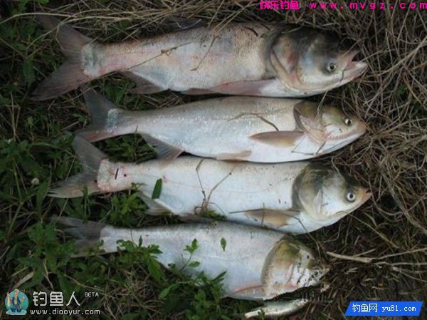 自制钓效显著的鲢鳙饵及钓饵雾化看法(图2)