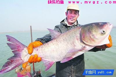 夏天钓鲢鳙的四款饵料和垂钓技巧(图1)
