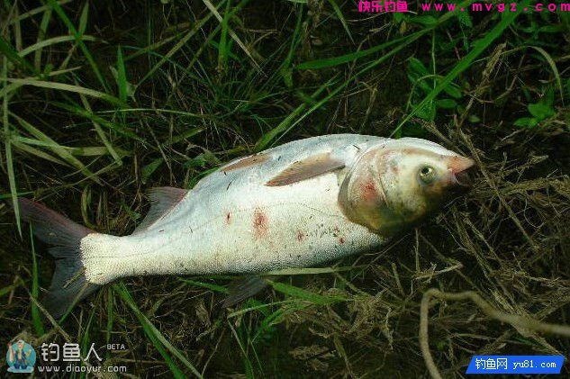 专钓鲢鳙鱼的酸呛味鱼饵(附制作方法)(图1) 专钓鲢鳙鱼的酸呛味鱼饵(附制作方法)(图1)