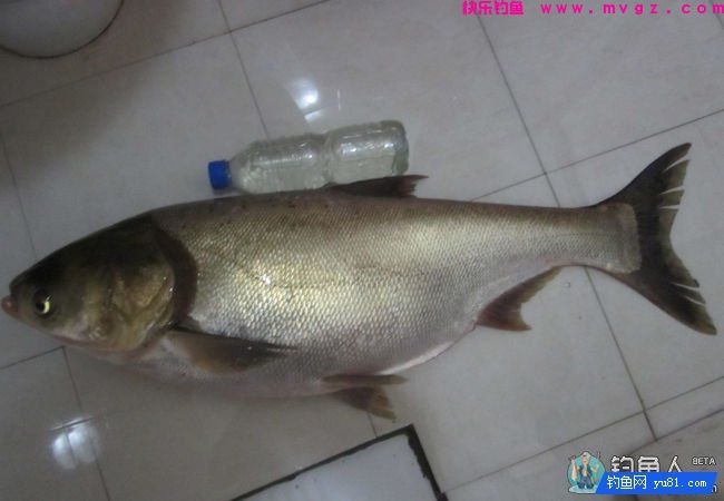 高手分享绝密顶级鲢鳙窝料制作方法(图1)
