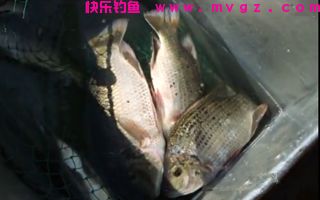 钓鲢鳙鱼钓饵的选择及配方技巧