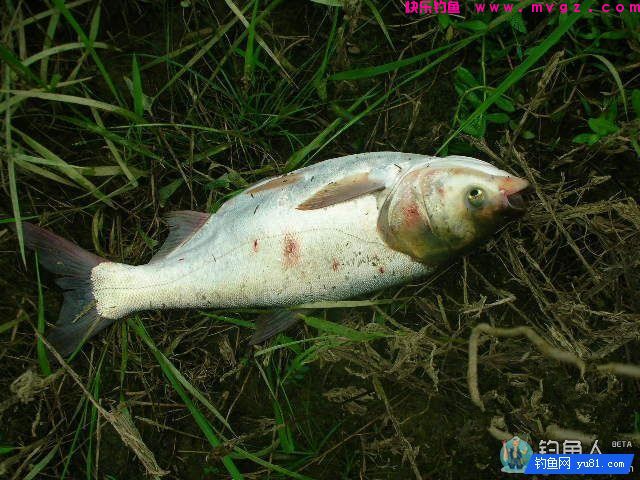 钓鲢鳙鱼的六种饵料配方和钓鲢鱼技巧(图1)