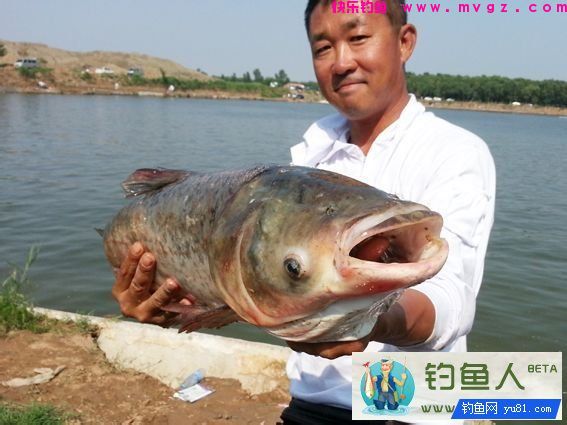 自制钓鲢鳙酸臭饵料的制作详解 [附大鱼图片](图2)
