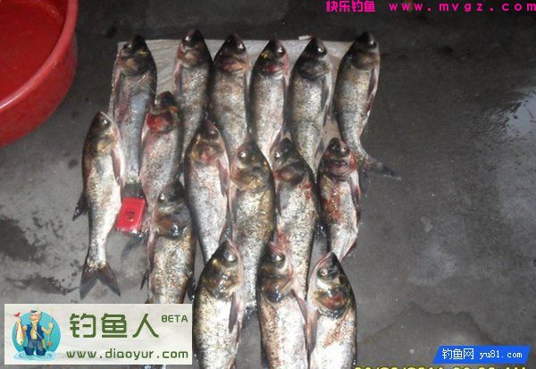 特效鲢鳙钓饵兼杀草鱼鲤鱼大个体鲫鱼介绍(图9)