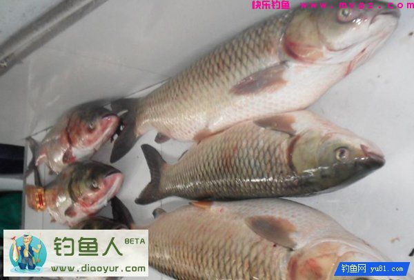 特效鲢鳙钓饵兼杀草鱼鲤鱼大个体鲫鱼介绍(图10)