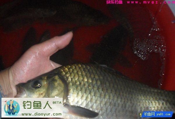 特效鲢鳙钓饵兼杀草鱼鲤鱼大个体鲫鱼介绍(图13)