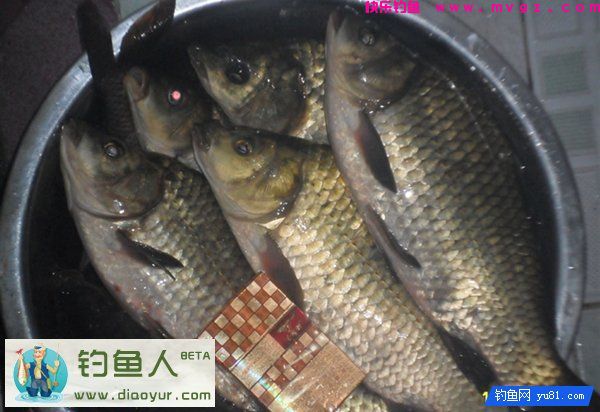 特效鲢鳙钓饵兼杀草鱼鲤鱼大个体鲫鱼介绍(图14)