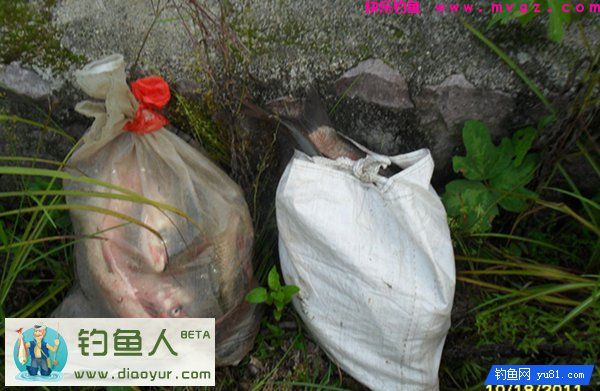 特效鲢鳙钓饵兼杀草鱼鲤鱼大个体鲫鱼介绍(图11)