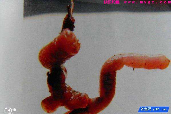 钓鱼怎么挂饵?露出钩尖好还是不露出好(图1) 钓鱼怎么挂饵?露出钩尖好还是不露出好(图1)