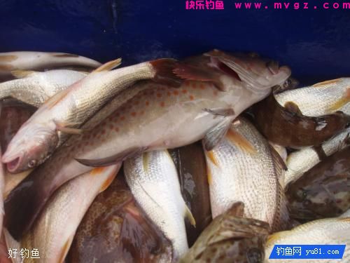 钓鱼怎么挂饵?露出钩尖好还是不露出好(图2) 钓鱼怎么挂饵?露出钩尖好还是不露出好(图2)