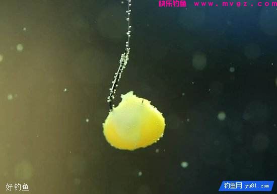 钓鱼怎么挂饵?露出钩尖好还是不露出好(图3) 钓鱼怎么挂饵?露出钩尖好还是不露出好(图3)