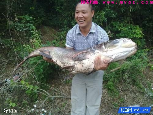 钓鲢鳙的4款饵料配方，直击鲢鳙摄食偏好(图2)