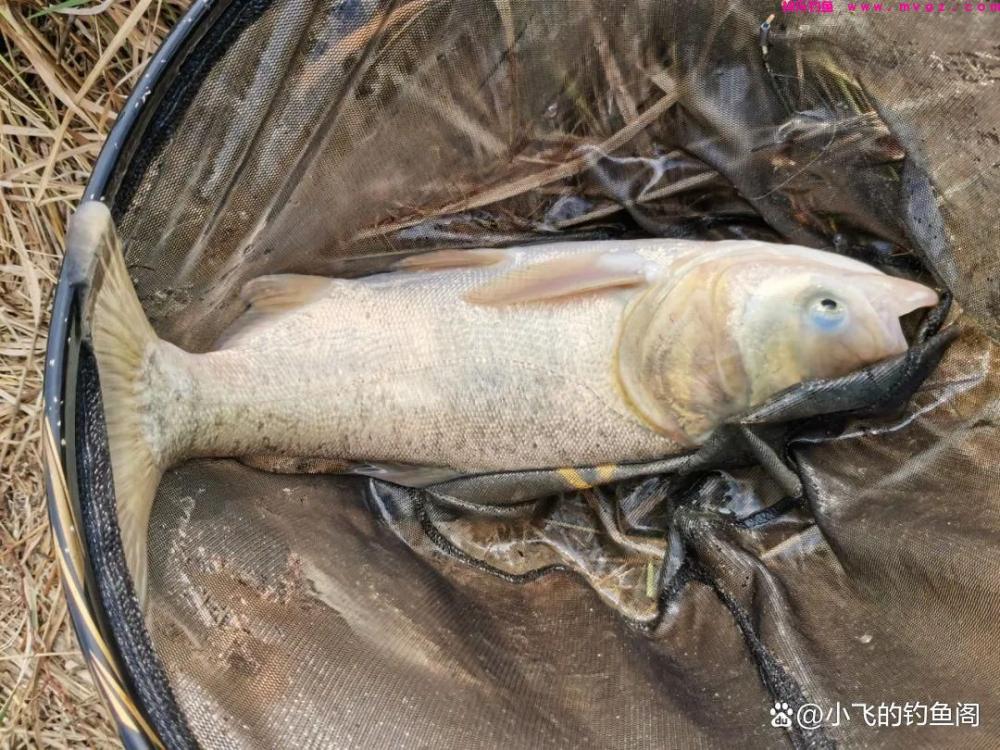 钓鲢鳙该不该打窝？这2种方法都可以，关键在于饵料状态的调整(图6)