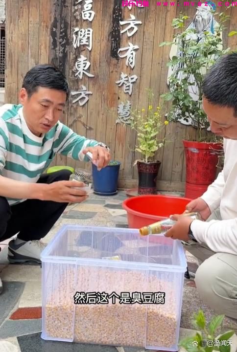 鲢鳙窝料到底如何,天元邓刚、李震、刘松松教你如何打窝(图3) 鲢鳙窝料到底如何,天元邓刚、李震、刘松松教你如何打窝(图3)