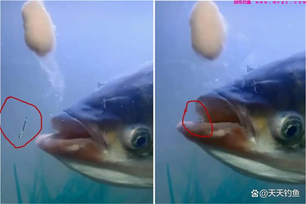 浮钓鲢鳙，如何选漂和调漂？出现这些漂相都能中鱼(图4)