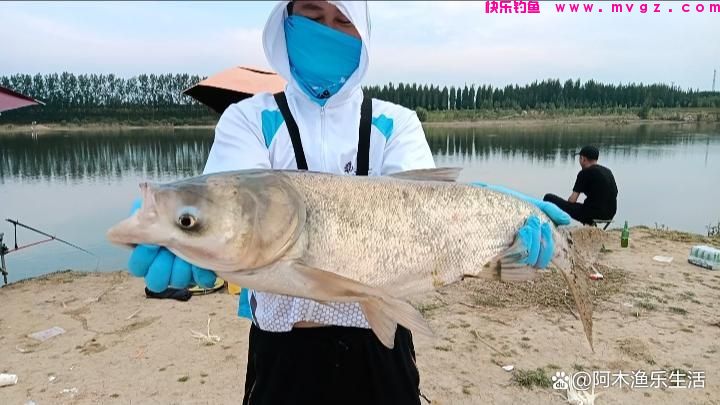 钓鲢鳙从什么时候开始找水层?(图1) 钓鲢鳙从什么时候开始找水层?(图1)