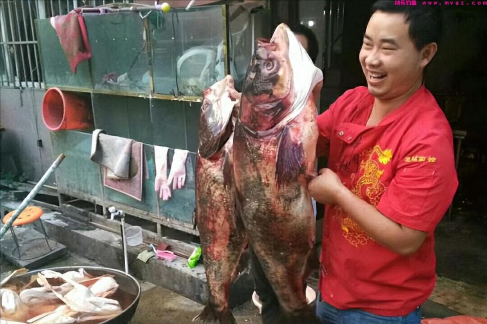 新手钓鲢鳙从这篇文章开始,分5个方面讲明白,学会就不要锚鱼了(图9) 新手钓鲢鳙从这篇文章开始,分5个方面讲明白,学会就不要锚鱼了(图9)