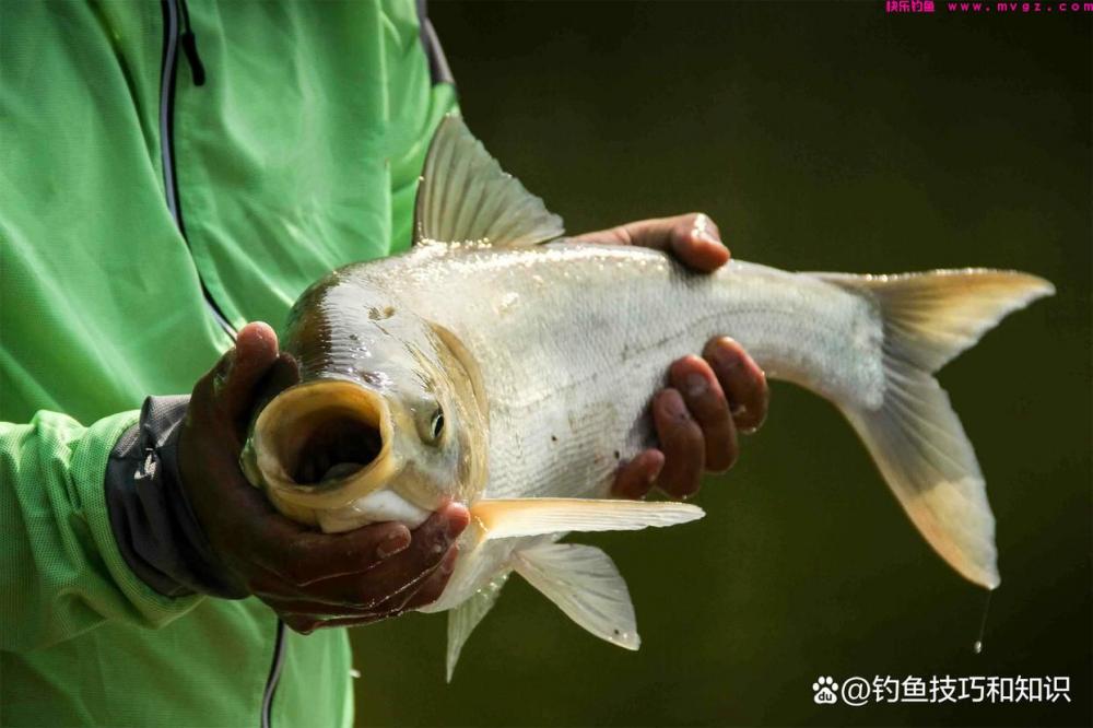 使用海竿钓鲢鳙的3种鱼饵，只要味型配对了，都能钓到大鲢鳙(图4)