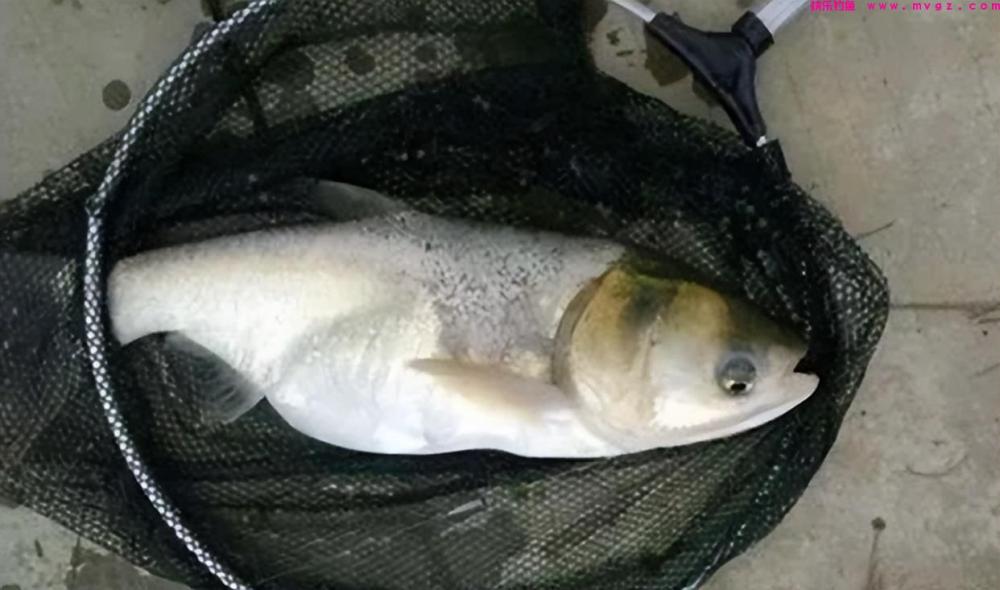 鲢鳙其实不难钓,只要注意3个“铁律”,新手也能轻松爆护(图3) 鲢鳙其实不难钓,只要注意3个“铁律”,新手也能轻松爆护(图3)