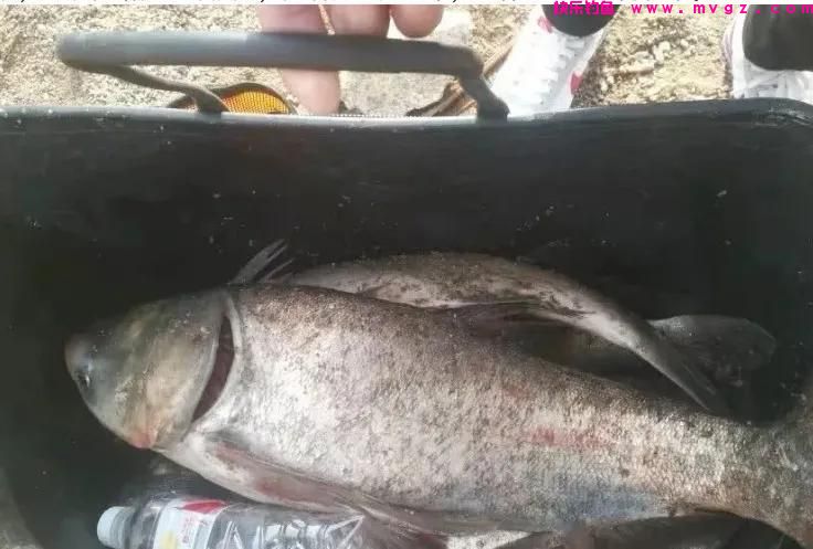 夏季手竿钓鲢鳙,这几个钓法“杀伤力”最大,鲢鳙爆护你也行(图3) 夏季手竿钓鲢鳙,这几个钓法“杀伤力”最大,鲢鳙爆护你也行(图3)