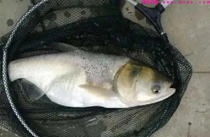 夏季手竿钓鲢鳙,这几个钓法“杀伤力”最大,鲢鳙爆护你也行(图4) 夏季手竿钓鲢鳙,这几个钓法“杀伤力”最大,鲢鳙爆护你也行(图4)